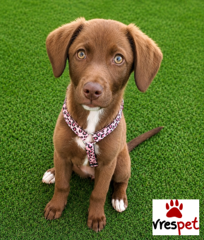Ράτσα: Λαμπραντόρ - Labrador | Ηλικία: 3 μηνών | Φύλο: Θηλυκό | Αρ. Microchip: 0 | Ημίαιμο | Περιοχή: Γλυφάδα, Αττική