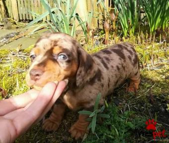 Ράτσα: Ντάτς χάουντ - Dach hound | Ηλικία: 3 μηνών | Φύλο: Θηλυκό | Αρ. Microchip: 908675034520960 | Ιδιώτης | Εκπαιδευμένο | Pedigree | Περιοχή: Αθήνα, Αττική