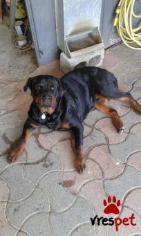 Ράτσα: Ροτβάϊλερ - Rottweiler | Ηλικία: 3 ετών | Φύλο: Θηλυκό | Αρ. Microchip: - | Περιοχή: Θεσσαλονίκη, Θεσσαλονίκη