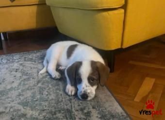 Ράτσα: Άγνωστο - Ημίαιμο | Ηλικία: 2,5 μηνών | Φύλο: Θηλυκό | Αρ. Microchip: - | Περιοχή: Νέα Σμύρνη, Αττική