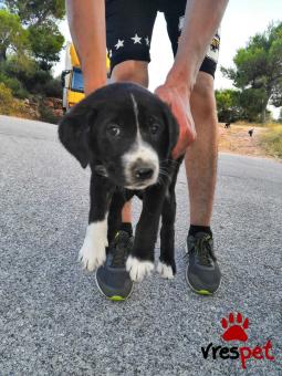 Ράτσα: Λαμπραντόρ - Labrador | Ηλικία: 2 μηνών | Φύλο: Θηλυκό | Αρ. Microchip: 23715803536924 | Ημίαιμο | Περιοχή: Καλλιθέα, Αττική