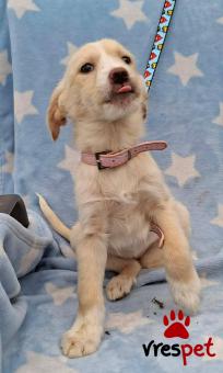 Ράτσα: Άγνωστο - Ημίαιμο | Ηλικία: 3 μηνών | Φύλο: Θηλυκό | Αρ. Microchip: 0 | Ημίαιμο | Περιοχή: Γλυφάδα, Αττική