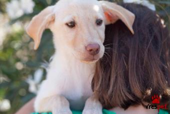 Ράτσα: Λαμπραντόρ - Labrador | Ηλικία: 2 μηνών | Φύλο: Θηλυκό | Αρ. Microchip: 00000000000000 | Περιοχή: Καλύβια Θορικού, Αττική