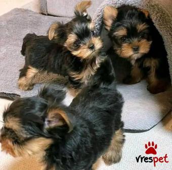 Ράτσα: Γιόρκσάϊρ τεριέ - Yorkshire Terrier | Ηλικία: 3 μηνών | Φύλο: Θηλυκό | Αρ. Microchip: 985113321870055 | Ιδιώτης | Εκπαιδευμένο | Pedigree | Περιοχή: Αθήνα, Αττική