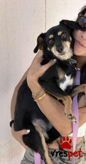Ράτσα: Πίντσερ - Pinscher | Ηλικία: 5+ | Φύλο: Θηλυκό | Αρ. Microchip: 000000000000000000000 | Ημίαιμο | Περιοχή: Χαϊδάρι, Αττική
