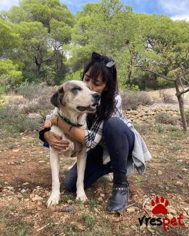 Ράτσα: Άγνωστο - Ημίαιμο | Ηλικία: 5+ | Φύλο: Αρσενικό | Αρ. Microchip: - | Ημίαιμο | Περιοχή: Νέα Σμύρνη, Αττική