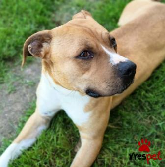 Ράτσα: Πίτ μπούλ - pitbull | Ηλικία: 1 έτους | Φύλο: Αρσενικό | Αρ. Microchip: 0000000 | Περιοχή: Κορδελιό Εύοσμος, Θεσσαλονίκη