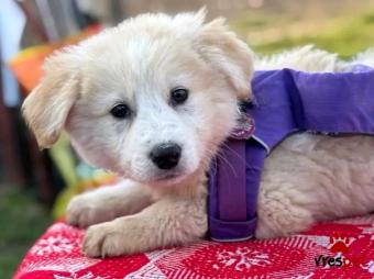 Ράτσα: Άλλη Ράτσα | Ηλικία: 3 μηνών | Φύλο: Θηλυκό | Αρ. Microchip: - | Περιοχή: Κιλκίς, Μακεδονία