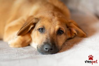 Ράτσα: Άλλη Ράτσα | Ηλικία: 4 μηνών | Φύλο: Αρσενικό | Αρ. Microchip: 990000007584769 | Περιοχή: Χίος, Βόρειο Αιγαίο