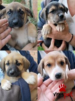 Ράτσα: Άγνωστο - Ημίαιμο | Ηλικία: 2 μηνών | Φύλο: Αρσενικό | Αρ. Microchip: - | Περιοχή: Κιλκίς, Μακεδονία