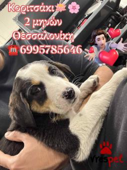 Ράτσα: Άγνωστο - Ημίαιμο | Ηλικία: 2,5 μηνών | Φύλο: Θηλυκό | Αρ. Microchip: 0000000 | Περιοχή: Κορδελιό Εύοσμος, Θεσσαλονίκη