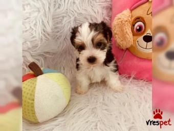 Ράτσα: Γιόρκσάϊρ τεριέ - Yorkshire Terrier | Ηλικία: 2,5 μηνών | Φύλο: Αρσενικό | Αρ. Microchip: 587879808004555 | Περιοχή: Αθήνα, Αττική