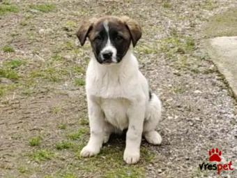 Ράτσα: Άγνωστο - Ημίαιμο | Ηλικία: 3 μηνών | Φύλο: Θηλυκό | Αρ. Microchip: - | Περιοχή: Κιλκίς, Μακεδονία