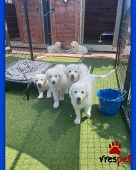 Ράτσα: Ορεινός πυρηναίων - Great Pyrenees | Ηλικία: 2,5 μηνών | Φύλο: Αρσενικό | Αρ. Microchip: 985113009870059 | Ιδιώτης | Εκπαιδευμένο | Pedigree | Περιοχή: Αθήνα, Αττική