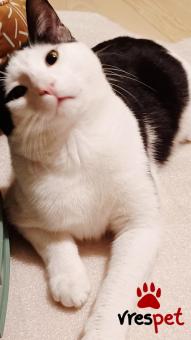 Ράτσα: Γάτα του Αιγαίου | Ηλικία: 7 μηνών | Φύλο: Αρσενικό | Αρ. Microchip: 000000000000 | Ιδιώτης | Περιοχή: Θεσσαλονίκη, Θεσσαλονίκη