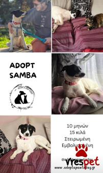 Ράτσα: Άγνωστο - Ημίαιμο | Ηλικία: 8 μηνών | Φύλο: Θηλυκό | Αρ. Microchip: - | Περιοχή: Νέα Σμύρνη, Αττική