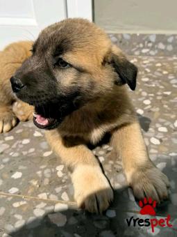 Ράτσα: Άγνωστο - Ημίαιμο | Ηλικία: 2 μηνών | Φύλο: Αρσενικό | Αρ. Microchip: - | Περιοχή: Κιλκίς, Μακεδονία