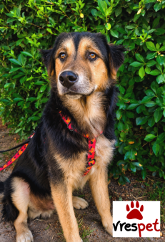 Ράτσα: Ελληνικός Ποιμενικός - Greek Shepherd | Ηλικία: 8 μηνών | Φύλο: Αρσενικό | Αρ. Microchip: 0 | Ημίαιμο | Περιοχή: Γλυφάδα, Αττική