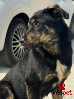 Ράτσα: Άγνωστο - Ημίαιμο | Ηλικία: 6 μηνών | Φύλο: Αρσενικό | Αρ. Microchip: - | Περιοχή: Κιλκίς, Μακεδονία