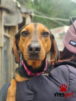 Ράτσα: Άγνωστο - Ημίαιμο | Ηλικία: 4 ετών | Φύλο: Αρσενικό | Αρ. Microchip:  N/A | Περιοχή: Νέα Σμύρνη, Αττική