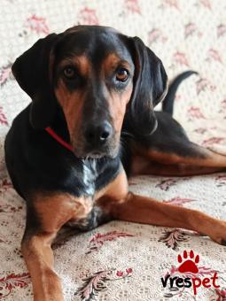 Ράτσα: Άγνωστο - Ημίαιμο | Ηλικία: 1 έτους | Φύλο: Θηλυκό | Αρ. Microchip: 900233004303778 | Περιοχή: Θέρμη, Θεσσαλονίκη