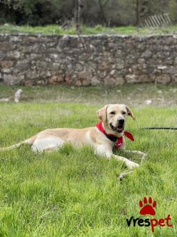 Ράτσα: Λαμπραντόρ - Labrador | Ηλικία: 1 έτους | Φύλο: Αρσενικό | Αρ. Microchip: 688038000212421 | Ιδιώτης | Εκπαιδευμένο | Περιοχή: Αττική