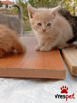 Ράτσα: Άγνωστο - Ημίαιμο | Ηλικία: 3 μηνών | Φύλο: Θηλυκό | Αρ. Microchip: - | Ημίαιμο | Περιοχή: Θεσσαλονίκη, Θεσσαλονίκη