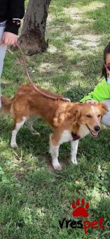 Ράτσα: Κοκόνι - Kokoni | Ηλικία: 5+ | Φύλο: Θηλυκό | Αρ. Microchip: Εχει | Περιοχή: Αττική