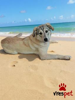 Ράτσα: Άγνωστο - Ημίαιμο | Ηλικία: 8 μηνών | Φύλο: Θηλυκό | Αρ. Microchip: 9012362545478 | Ημίαιμο | Περιοχή: Λαυρεωτική, Αττική