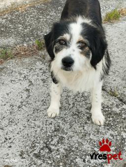 Ράτσα: Άγνωστο - Ημίαιμο | Ηλικία: 2 ετών | Φύλο: Θηλυκό | Αρ. Microchip: 0000000000000000000000000000000000 | Περιοχή: Διόν Όλυμπος, Μακεδονία