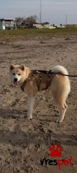 Ράτσα: Ακίτα Γιαπωνέζικος - Akita inu | Ηλικία: 1 έτους | Φύλο: Αρσενικό | Αρ. Microchip: 0000000000000000 | Ιδιώτης | Εκπαιδευμένο | Περιοχή: Κομοτηνή, Θράκη