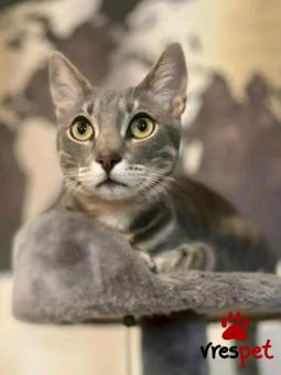 Ράτσα: Άγνωστο - Ημίαιμο | Ηλικία: 1 έτους | Φύλο: Αρσενικό | Αρ. Microchip: - | Περιοχή: Κιλκίς, Μακεδονία