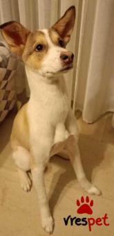 Ράτσα: Άγνωστο - Ημίαιμο | Ηλικία: 8 μηνών | Φύλο: Θηλυκό | Αρ. Microchip: 654789 | Ημίαιμο | Περιοχή: Θεσσαλονίκη