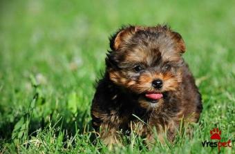 Ράτσα: Γιόρκσάϊρ τεριέ - Yorkshire Terrier | Ηλικία: 2,5 μηνών | Φύλο: Θηλυκό | Αρ. Microchip: 902890960730092 | Ιδιώτης | Εκπαιδευμένο | Pedigree | Περιοχή: Αθήνα, Αττική