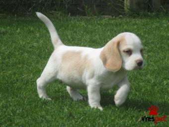 Ράτσα: Μπίγκλ - Beagle | Ηλικία: 2,5 μηνών | Φύλο: Θηλυκό | Αρ. Microchip: 90107020802040 | Ιδιώτης | Εκπαιδευμένο | Pedigree | Περιοχή: Αθήνα, Αττική