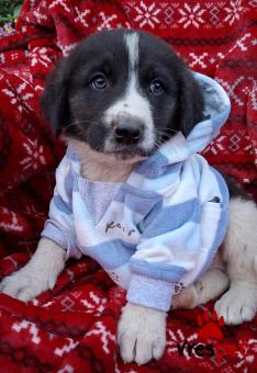 Ράτσα: Άγνωστο - Ημίαιμο | Ηλικία: 2 μηνών | Φύλο: Αρσενικό | Αρ. Microchip: 0 | Ημίαιμο | Περιοχή: Γλυφάδα, Αττική