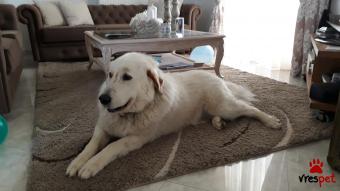 Ράτσα: Ελληνικός Ποιμενικός - Greek Shepherd | Ηλικία: 4 ετών | Φύλο: Θηλυκό | Αρ. Microchip: 941000018439696 | Περιοχή: Αίγινα, Αττική