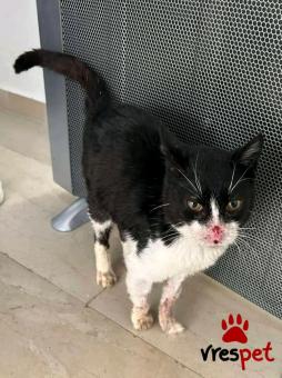 Ράτσα: Άγνωστο - Ημίαιμο | Ηλικία: 5+ | Φύλο: Αρσενικό | Αρ. Microchip: - | Περιοχή: Κιλκίς, Μακεδονία