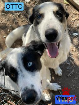 Ράτσα: Άγνωστο - Ημίαιμο | Ηλικία: 1 έτους | Φύλο: Αρσενικό | Αρ. Microchip: 000000000000» | Περιοχή: Θερμαϊκός, Θεσσαλονίκη