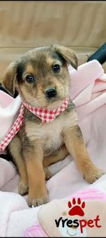 Ράτσα: Άλλη Ράτσα | Ηλικία: 3 μηνών | Φύλο: Θηλυκό | Αρ. Microchip: 0 | Περιοχή: Μινώα Πεδιάδα, Κρήτη