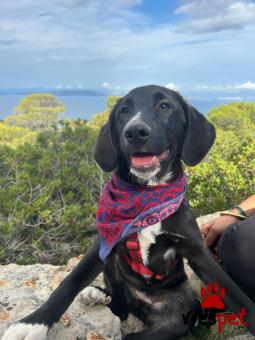 Ράτσα: Άγνωστο - Ημίαιμο | Ηλικία: 4 μηνών | Φύλο: Θηλυκό | Αρ. Microchip: - | Περιοχή: Νέα Σμύρνη, Αττική