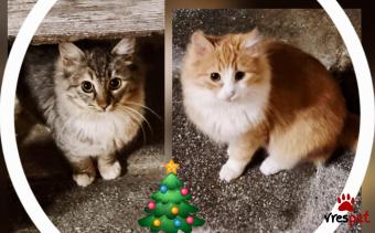 Ράτσα: Περσική | Ηλικία: 3 μηνών | Φύλο: Θηλυκό | Αρ. Microchip: 000000000000 | Ιδιώτης | Περιοχή: Θεσσαλονίκη, Θεσσαλονίκη