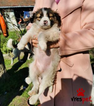 Ράτσα: Άγνωστο - Ημίαιμο | Ηλικία: 2,5 μηνών | Φύλο: Θηλυκό | Αρ. Microchip: - | Περιοχή: Αλεξάνδρεια, Μακεδονία