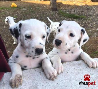 Ράτσα: Δαλματίας - Dalmatian | Ηλικία: 3 μηνών | Φύλο: Θηλυκό | Αρ. Microchip: 985113779870055 | Ιδιώτης | Εκπαιδευμένο | Pedigree | Περιοχή: Αθήνα, Αττική