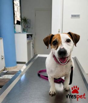 Ράτσα: Τζακ Ράσελ Τεριέ - Jack Russell Terrier | Ηλικία: 5+ | Φύλο: Αρσενικό | Αρ. Microchip: 0 | Περιοχή: Γλυφάδα, Αττική