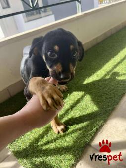 Ράτσα: Άγνωστο - Ημίαιμο | Ηλικία: 2 μηνών | Φύλο: Αρσενικό | Αρ. Microchip: - | Περιοχή: Νέα Σμύρνη, Αττική