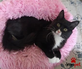 Ράτσα: Άγνωστο - Ημίαιμο | Ηλικία: 4 μηνών | Φύλο: Θηλυκό | Αρ. Microchip: 901001000271209 | Περιοχή: Πεύκη, Αττική