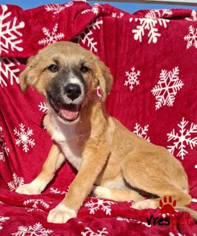 Ράτσα: Άγνωστο - Ημίαιμο | Ηλικία: 4 μηνών | Φύλο: Θηλυκό | Αρ. Microchip: 0 | Ημίαιμο | Περιοχή: Γλυφάδα, Αττική