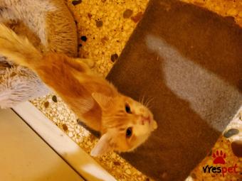 Ράτσα: Άγνωστο - Ημίαιμο | Ηλικία: 2 ετών | Φύλο: Αρσενικό | Αρ. Microchip: 000000000000000000000 | Ημίαιμο | Περιοχή: Χαϊδάρι, Αττική