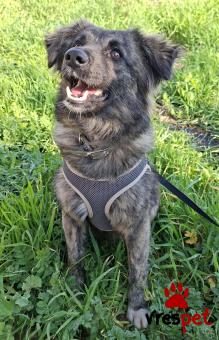 Ράτσα: Κοκόνι - Kokoni | Ηλικία: 2 ετών | Φύλο: Αρσενικό | Αρ. Microchip: 0 | Ημίαιμο | Περιοχή: Γλυφάδα, Αττική